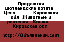 Продаются шотландские котята › Цена ­ 3 500 - Кировская обл. Животные и растения » Кошки   . Кировская обл.